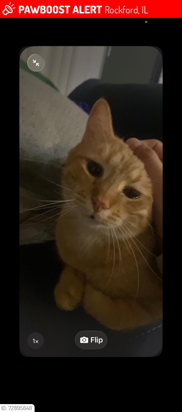 Lost Male Cat last seen Rockford IL , Rockford, IL 61108