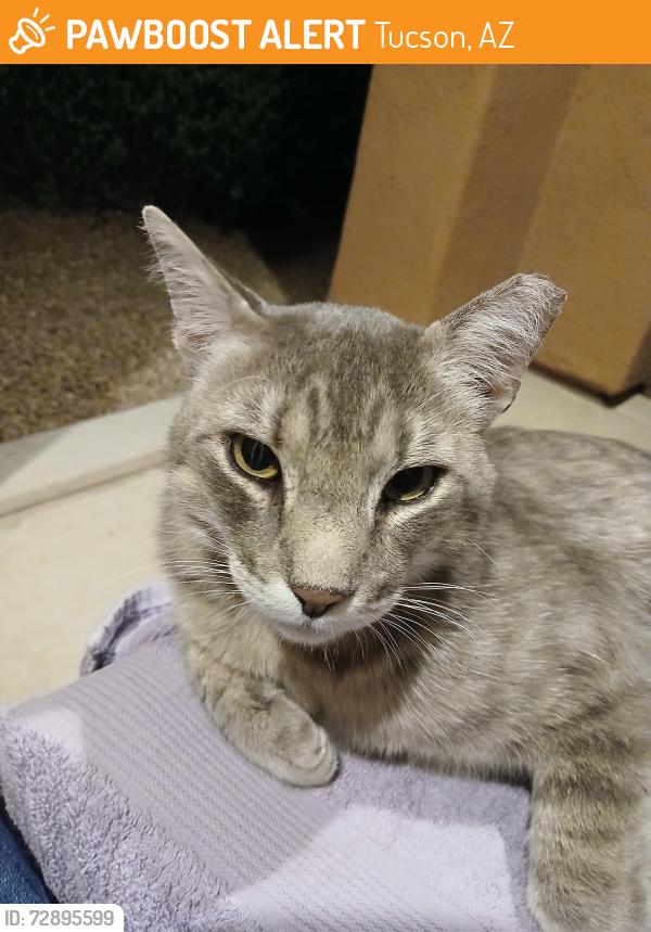 Found/Stray Male Cat last seen River Road West of La Canada, Tucson, AZ 85704