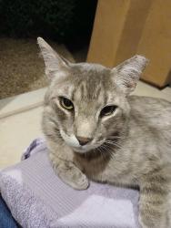Found/Stray Male Cat last seen River Road West of La Canada, Tucson, AZ 85704