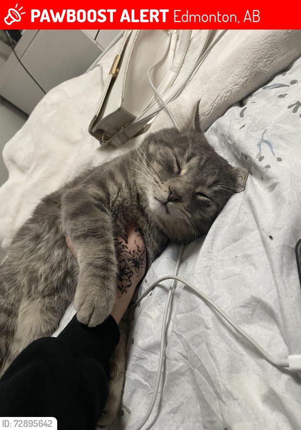 Lost Male Cat last seen old strathcona, Edmonton, AB 