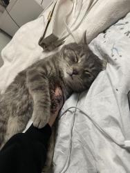 Lost Male Cat last seen old strathcona , Edmonton, AB 