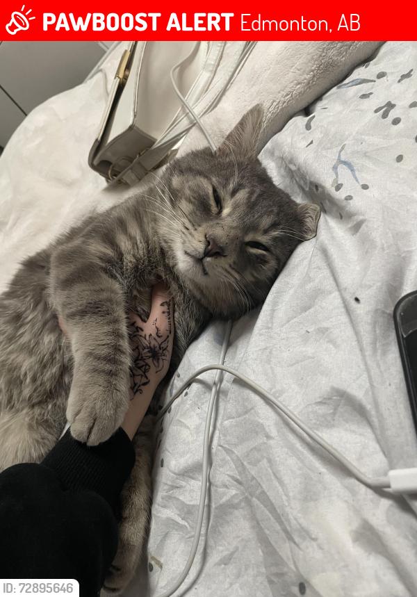 Lost Male Cat last seen strathcona and white ave in between in between those streets, Edmonton, AB 
