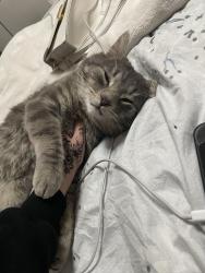 Lost Male Cat last seen strathcona and white ave in between in between those streets , Edmonton, AB 