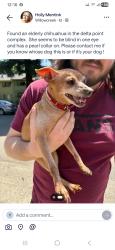 Lost Female Dog last seen W El Camino , Sacramento, CA 95833