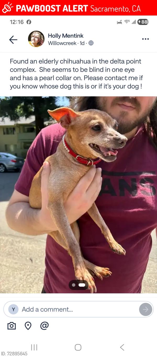 Lost Female Dog last seen W El Camino , Sacramento, CA 95833