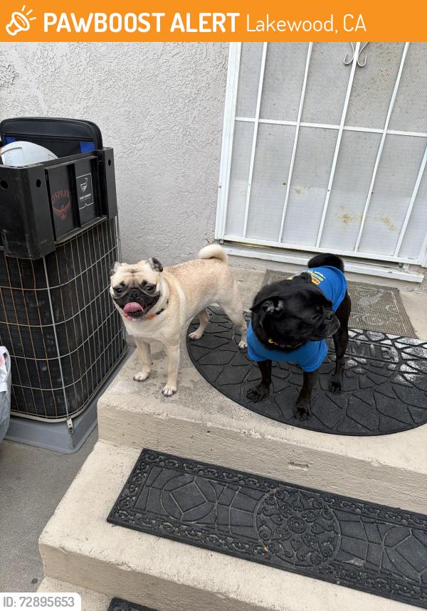 Found/Stray Female Dog last seen Del amo & coke ave, Lakewood, CA 90713