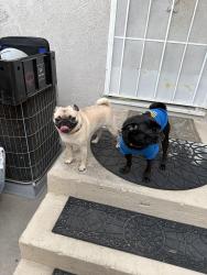Found/Stray Female Dog last seen Del amo & coke ave, Lakewood, CA 90713