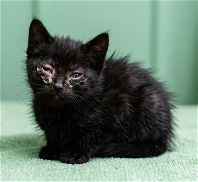 Shelter Stray Female Cat last seen , Jacksonville, FL 32204