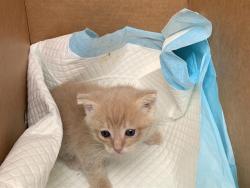 Shelter Stray Male Cat last seen DELTA LEAF WAY & AMBER LEAF WAY, Sacramento, CA 95818