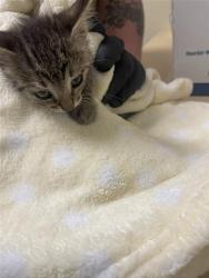 Shelter Stray Male Cat last seen 65TH ST & 21ST AVE, Sacramento, CA 95818
