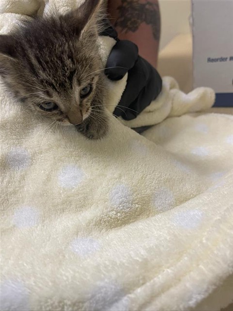 Shelter Stray Male Cat last seen 65TH ST & 21ST AVE, Sacramento, CA 95818
