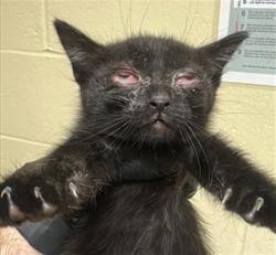 Shelter Stray Female Cat last seen HELENA AVE & ALBATROSS WAY, Sacramento, CA 95818