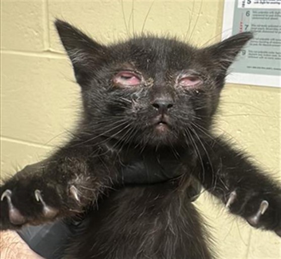Shelter Stray Female Cat last seen HELENA AVE & ALBATROSS WAY, Sacramento, CA 95818