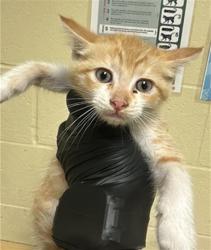 Shelter Stray Male Cat last seen HELENA AVE & ALBATROSS WAY, Sacramento, CA 95818