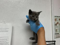 Shelter Stray Female Cat last seen IOWA AVE X KANSAS AVE, San Bernardino, CA 92401