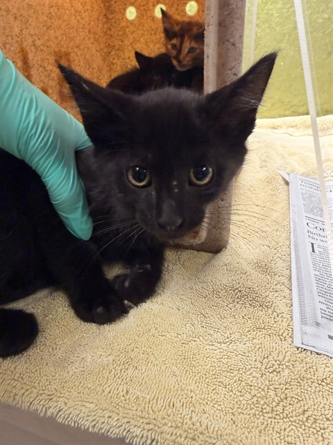 Shelter Stray Male Cat last seen Near BLOCK KAREN LN, Jurupa Valley, CA 92509