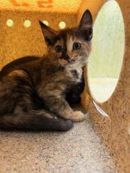 Shelter Stray Female Cat last seen Near BLOCK KAREN LN, Jurupa Valley, CA 92509
