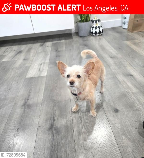 Lost Female Dog last seen Sheldon, Los Angeles, CA 91352