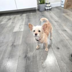 Lost Female Dog last seen Sheldon, Los Angeles, CA 91352