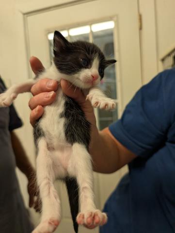 Shelter Stray Female Cat last seen Near BLOCK KILBRETH DR, LAKE ISABELLA CA 93205, Lake Isabella, CA 93240