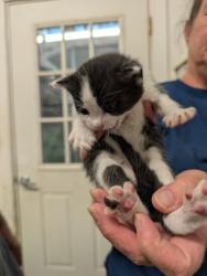 Shelter Stray Male Cat last seen Near BLOCK KILBRETH DR, LAKE ISABELLA CA 93205, Lake Isabella, CA 93240