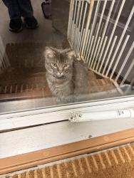 Found/Stray Unknown Cat last seen General Lee Park/Haymount, Fayetteville, NC 28305