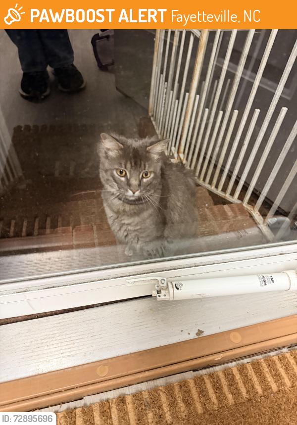 Found/Stray Unknown Cat last seen General Lee Park/Haymount, Fayetteville, NC 28305