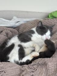 Lost Male Cat last seen W leatherwood rd. Toccoa, Stephens County, GA 30577