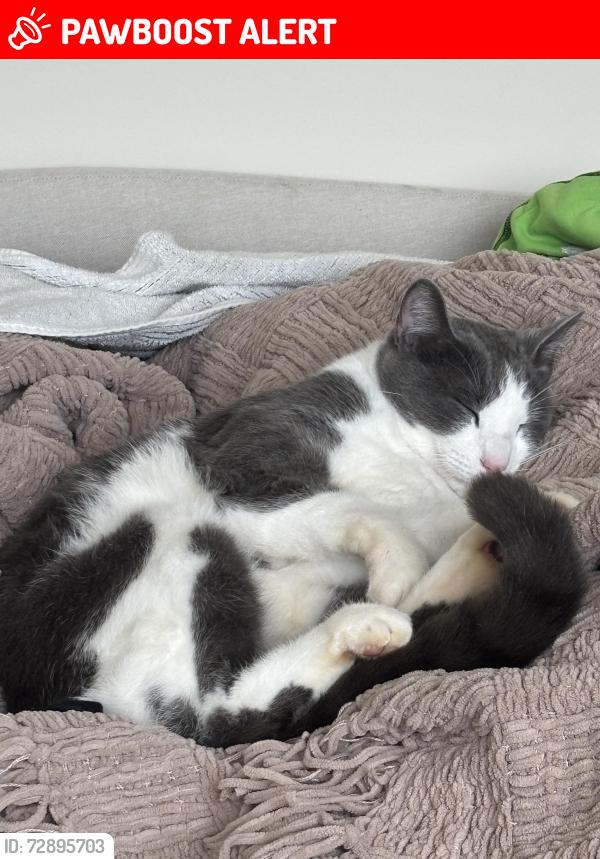 Lost Male Cat last seen W leatherwood rd. Toccoa, Stephens County, GA 30577