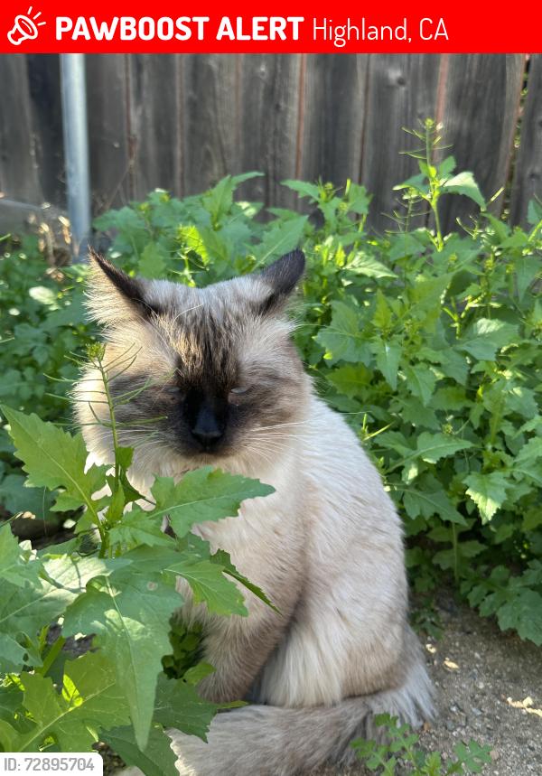 Lost Male Cat last seen Boulder Ave by optum, Highland, CA 92346