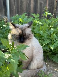 Lost Male Cat last seen Boulder Ave by optum, Highland, CA 92346