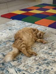 Lost Female Cat last seen Near mountain echo st, Henderson, NV 89074