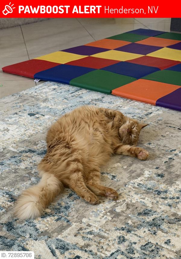 Lost Female Cat last seen Near mountain echo st, Henderson, NV 89074