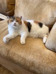 Lost Female Cat last seen Gerald ford , Rancho Mirage, CA 92270