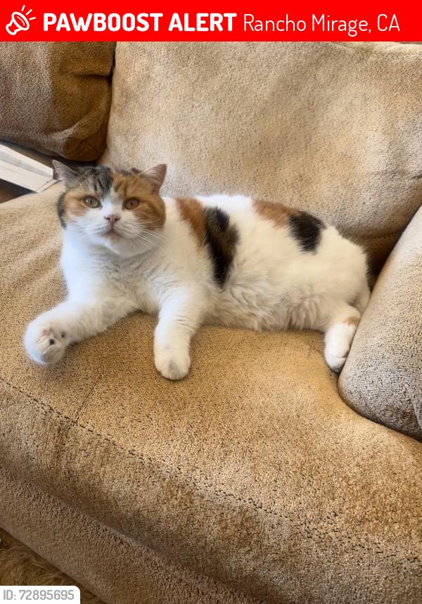 Lost Female Cat last seen Gerald ford , Rancho Mirage, CA 92270