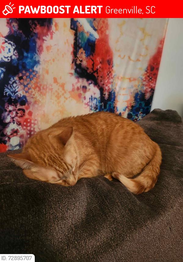Lost Male Cat last seen Near circle drive Greenville South Carolina , Greenville, SC 29617