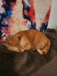 Lost Male Cat last seen Near circle drive Greenville South Carolina , Greenville, SC 29617