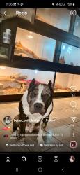 Reunited Male Dog last seen 43rd ave and peoria , Phoenix, AZ 85051