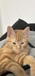 Lost Female Cat last seen Near sitting bull dr, El Paso, TX 79936