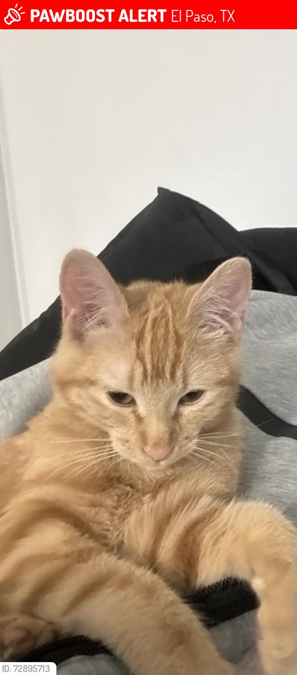 Lost Female Cat last seen Near sitting bull dr, El Paso, TX 79936