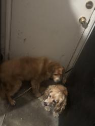 Found/Stray Unknown Dog last seen Esplanade , Hemet, CA 92545
