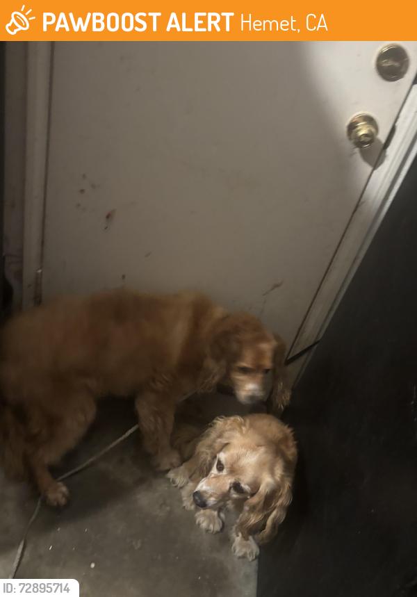 Found/Stray Unknown Dog last seen Esplanade , Hemet, CA 92545