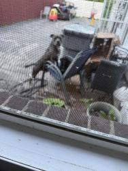 Lost Male Dog last seen 34TH  Adams St  Sharman Dr Washington park, Indianapolis, IN 46218