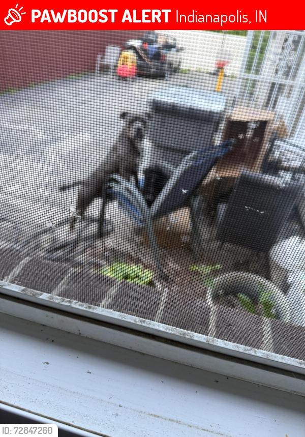 Lost Male Dog last seen 34TH  Adams St  Sharman Dr Washington park, Indianapolis, IN 46218
