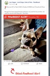 Lost Female Dog last seen Russell and S. Pecos , Shadowhills neighborhood , Pecos and , Paradise, NV 89120
