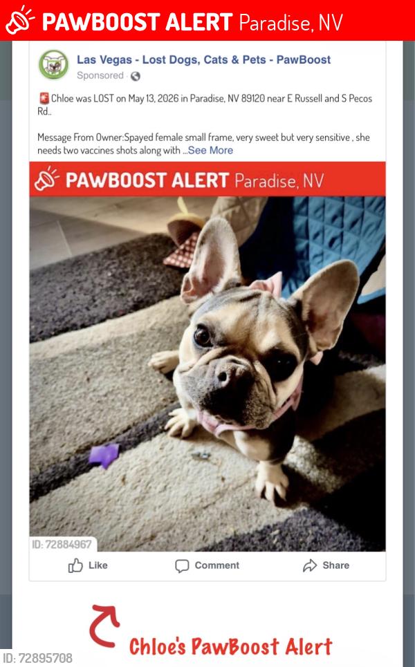 Lost Female Dog last seen Russell and S. Pecos , Shadowhills neighborhood , Pecos and , Paradise, NV 89120
