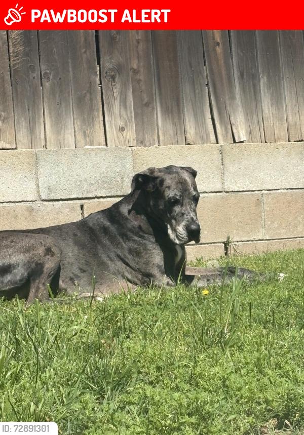 Lost Female Dog last seen 19th and haven along alemeda st, Rancho Cucamonga, CA 91730