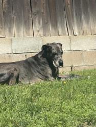 Lost Female Dog last seen 19th and haven along alemeda st, Rancho Cucamonga, CA 91730