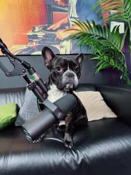 Lost Male Dog last seen Begonia Rock & Spurs Ranch, San Antonio, TX 78245