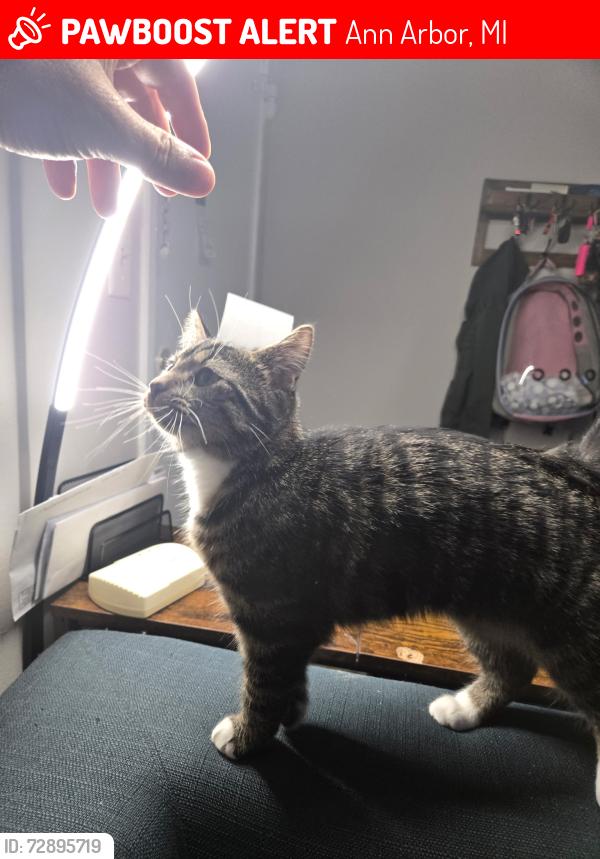 Lost Female Cat last seen Pauline Bldv + S Maple / Liberty + S Maple, Ann Arbor, MI 48103